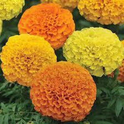 greenfarm XVl- High Yield Marigold Flower Seeds Orange Beauty ( 125 x seeds) M35 Seed(125 per packet)