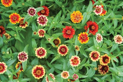 Qualtivate GBPUT-63 Jazzy Mix Zinnia Seeds Seed(25 per packet)