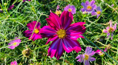 ZIXA Cosmos Seeds - Candystripe Seed(40 per packet)