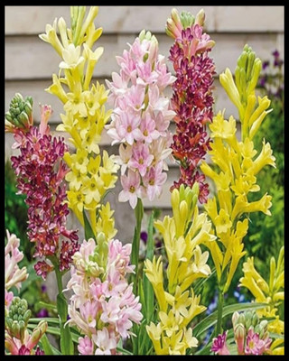 sbains Tuberose plant Seed(5 per packet)