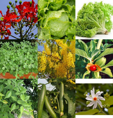 CYBEXIS Seeds Combo (Pack of 9 types of seeds) Seed(10 g)
