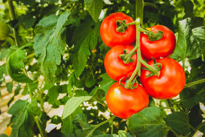 Plantswale tomato Seed(85 per packet)