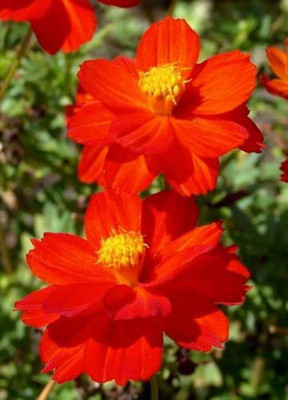 VibeX ATS-84 - Redcrest Cosmos Flower - (270 Seeds) Seed(270 per packet)