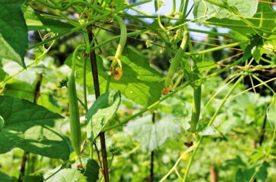 UGRA Sponge Gourd/turai/tori Seed(100 per packet)