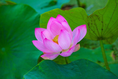 Heirloom Quality lotus,kamal gatta Seed(11 per packet)