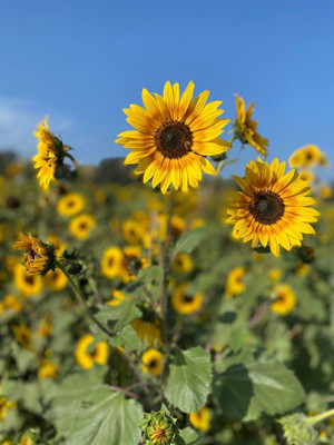 Dasstore Mini sunflower seed pack of 20 Seed(20 per packet)