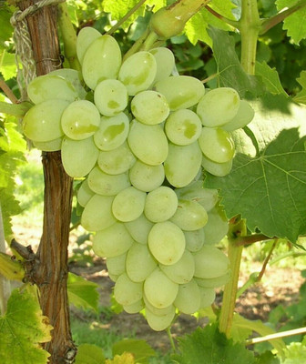 Sagarvanshi Sagarvanshi Grapes, Fruits, seeds, Green Grapes Seed Seed(100 per packet)