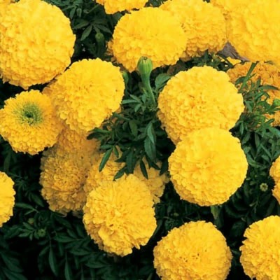 VERTISE African Marigold Flower Plant / गेंदे का फूल Yellow Seed(200 per packet)