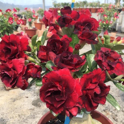 CRGO ADENIUM Seed(20 per packet)