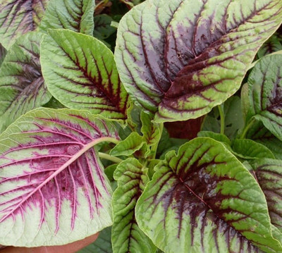 Quentova Red Leaf Amaranth tricolor Spinach-CIAR-7U Seed(300 per packet)