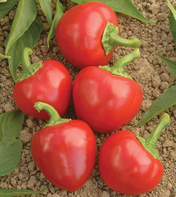 KNESSiN Red Cherry Bomb Chili Pepper[400 Seeds] Seed(400 per packet)