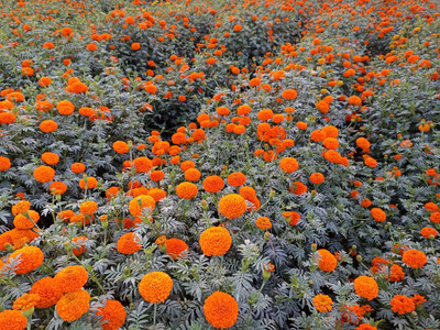 N.G.M. AGROCARE Merigold Mixed Flower Seed(50 per packet)