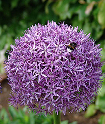 CYBEXIS Allium Globemaster400 Seeds Seed(400 per packet)