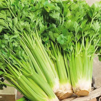 ENTENT Herb Celery Pascal Rare Natural Heirloom Seed(150 per packet)