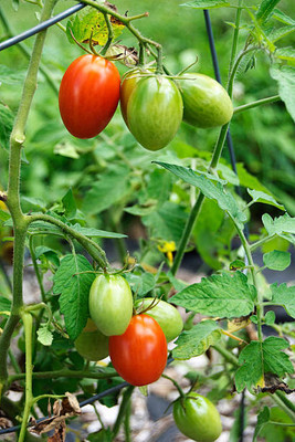 AFARTIOBINA 82 PCS TOMATO SEEDS-A02 Seed(82 per packet)