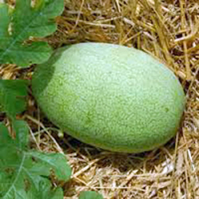 VibeX XL-12 - Large & Super Sweet Watermelon - (1350 Seeds) Seed(1350 per packet)