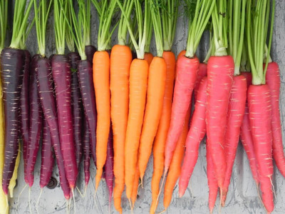 CYBEXIS XL-29 - Rainbow Blend Carrot - (750 Seeds) Seed(750 per packet)