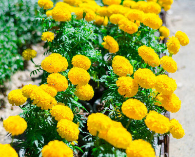 gelunix marigold/gende ka phool flower seeds Seed(75 per packet)