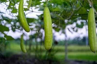 BJUBASPLANT Bottle gourd seeds hybrid f1 pack of 26 Seed(26 per packet)