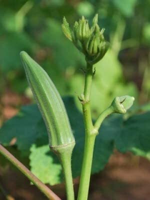 Aywal Okra seeds White okra Heirloom F1 Hybrid variety Seed(750 per packet)