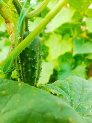 AFARTIOBINA 121 Pc Cucumber Seeds Seed(121 per packet)