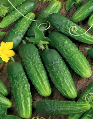 AMAJIT Cucumber / Khira / Sasha / Vegetable Seeds All Seasons(43) Seed(43 per packet)