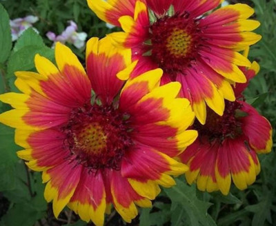SEEDSSIDE Gaillardia Flowers - Seeds - Organic Seed(20 per packet)