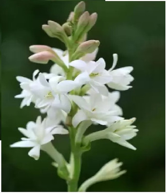 wequality Tuberose/Rajnigandha most fragrance live flower bulbs for home garden Seed(5 per packet)