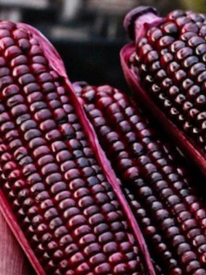 Aywal Sugar Sweet Corn Seed(225 per packet)
