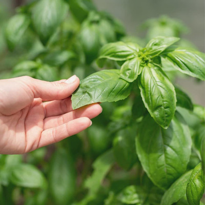 CYBEXIS LX-13 - Certified Genovese Sweet Basil - (1500 Seeds) Seed(1500 per packet)