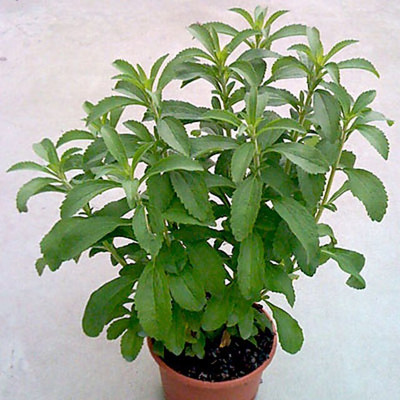 the green dotcom Stevia sweet leaves Seed(105 per packet)
