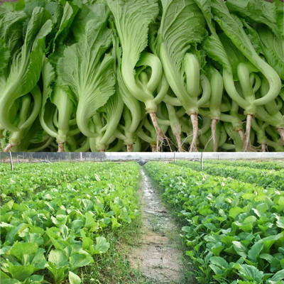 Qualtivate PUA5-A Chinese Mustard - Small Gai Choi Seed(300 per packet)