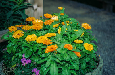 Nbtools marigold/gende ka phool flower seeds Seed(75 per packet)