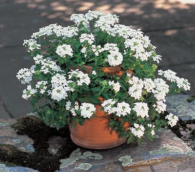 Aywal Verbena Mix Seed(20 per packet)