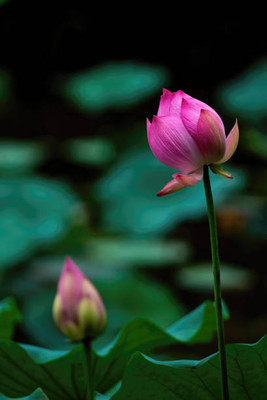 ErTh lotus,kamal gatta Seed(10 per packet)