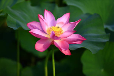 SM Exports lotus,kamal gatta Seed(11 per packet)