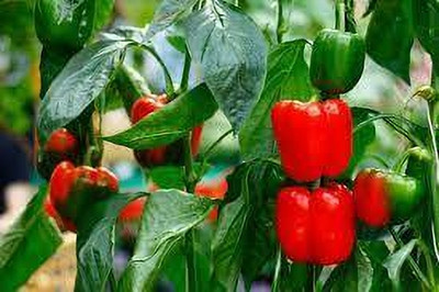 AMAJIT CAPSICUM ,SHIMLA MIRCI Vegetable Seed Seed(44 per packet)