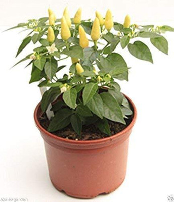 WILLVINE Sudan Birdseye Seeds - Bird Chilli -White Seeds -[3000 Seeds] Seed(3000 per packet)