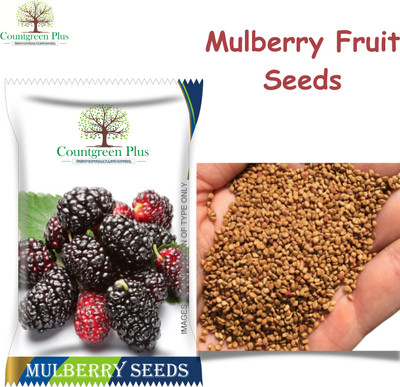 Countgreen Plus MULBERRY FRUIT Seed(20 per packet)