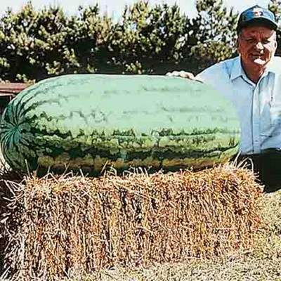 KNESSiN High Yield Carolina Cross Watermelon Seeds for Terrace Gardening-(100 Seeds) Seed(100 per packet)