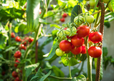 Ultrawise tomato Seed(55 per packet)