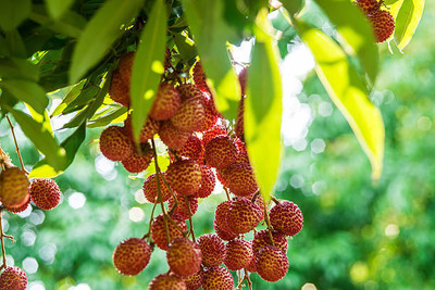 MAA LITCHI,LICHEE,LYCHEE Seed(10 per packet)