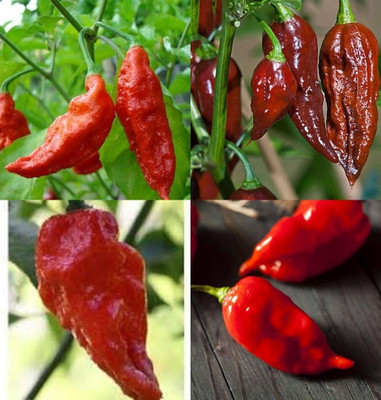 ibains Chilli tree seeds bij 51 Seed(51 per packet)