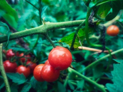 STARKC tomato Seed(120 per packet)