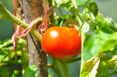 Farmonix tomato Seed(105 per packet)