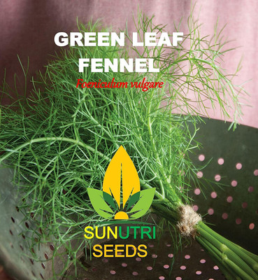 CYBEXIS TLX-92 - Fennel - (250 Seeds) Seed(250 per packet)