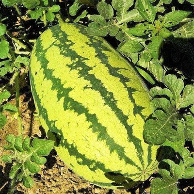 Biosnyg F1 Hybrid Giant Sweet Watermelon Seeds For Planting-(100 Seeds) Seed(100 per packet)