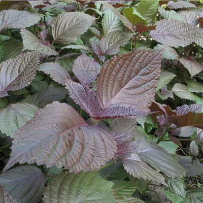 KNESSiN Basil Shiso Purple Seed(200 per packet)