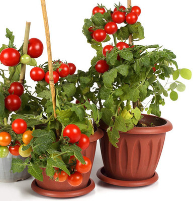CYBEXIS Plant Vegetable Tomato Seeds for Home1000 Seeds Seed(1000 per packet)