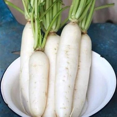 CYBEXIS Fast Germination White Radish Seeds1200 Seeds Seed(1200 per packet)